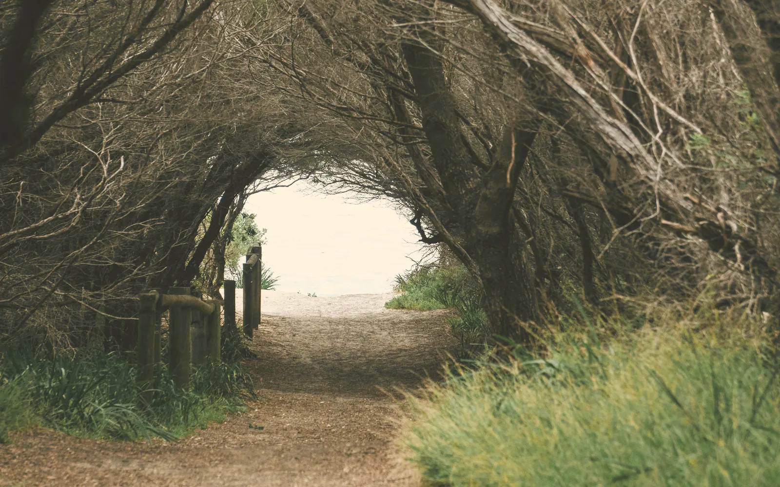 A tunnel of tea tree opening onto the beach