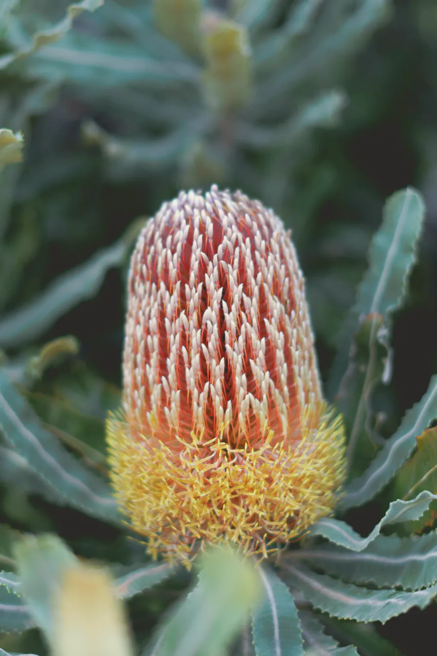 A banksia in flower among soft grey green leaves