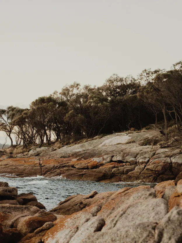 Lichen covered granite around a small calm cove, wind pruned trees above