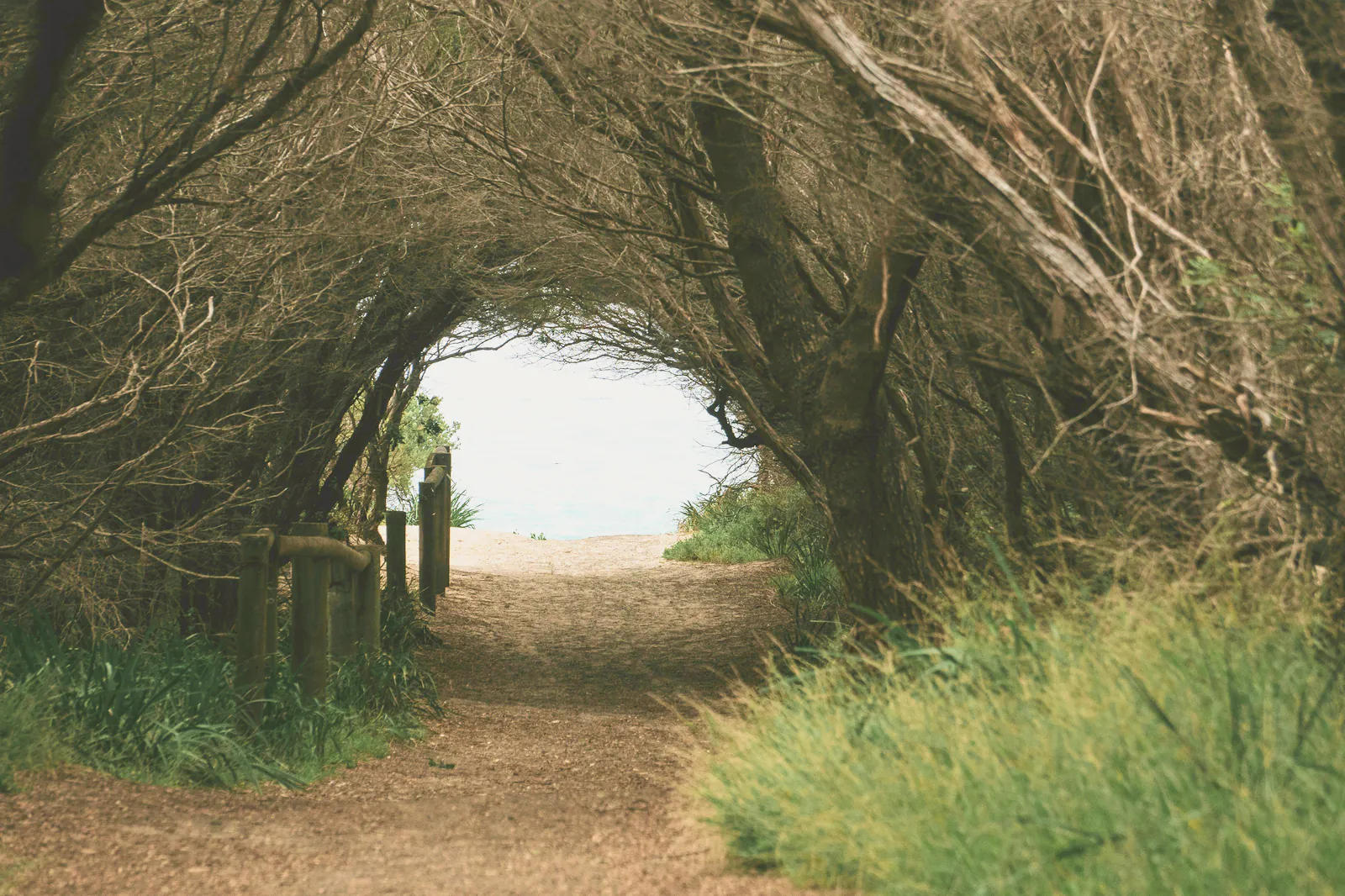 A tunnel of tea tree opening onto the beach