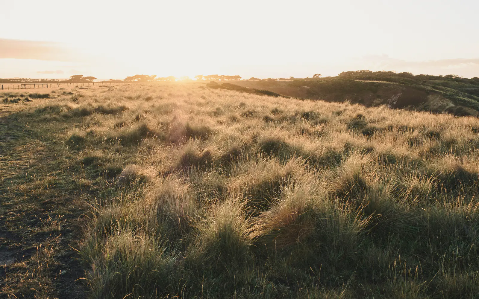 Tussock on the headland in low sun