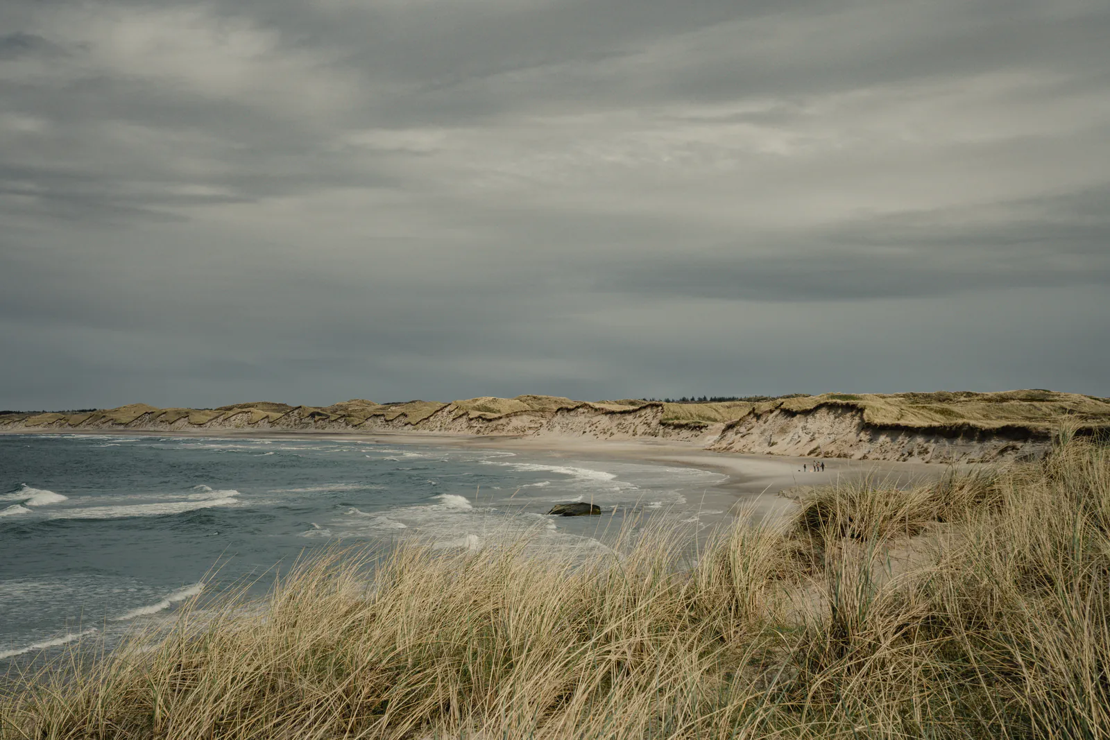Marram on the foredune above a long pale beach curving away to a low headland, white surf under a grey sky