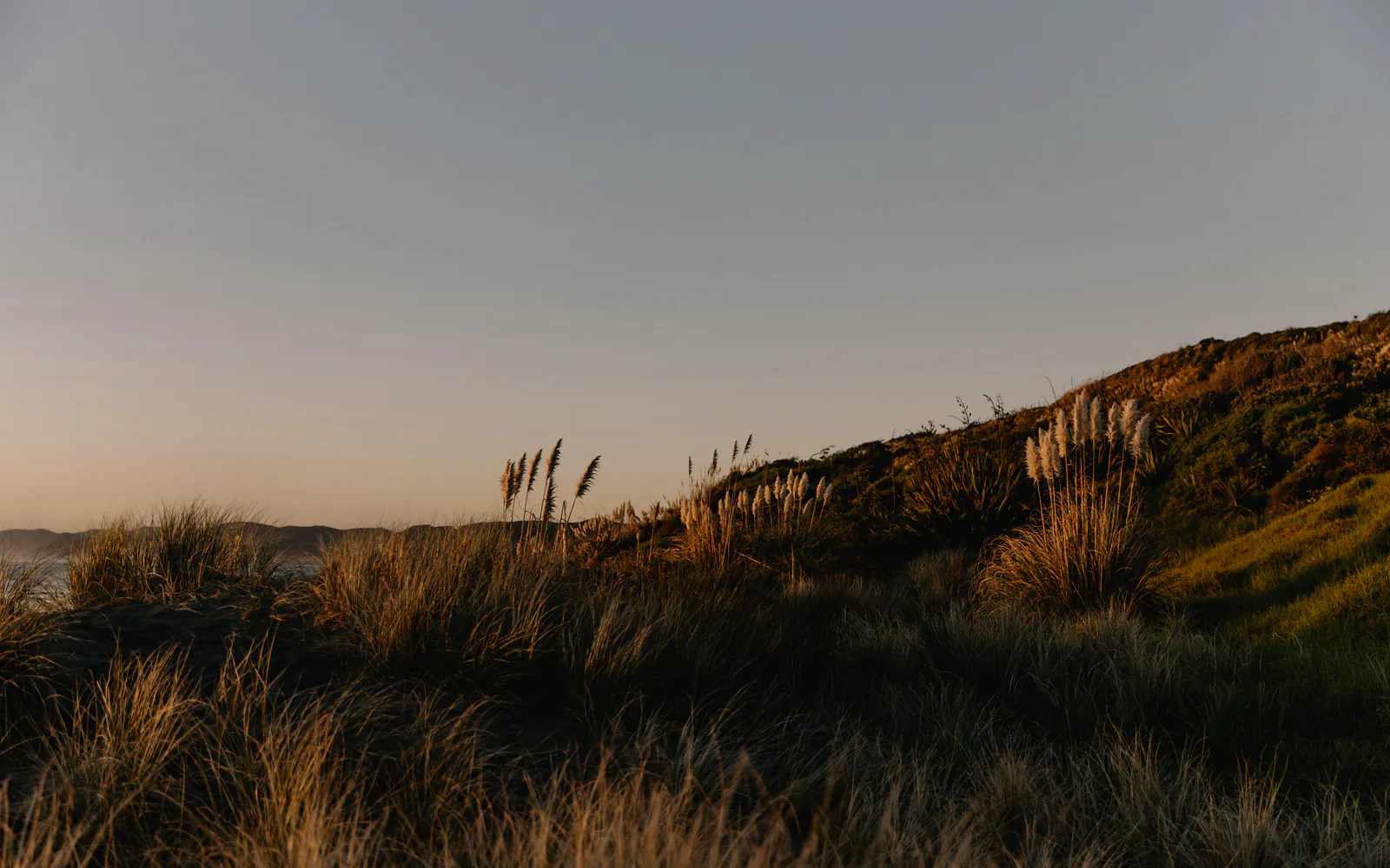 The last warm light on the dune grass along the ridge, a pale evening sky beyond