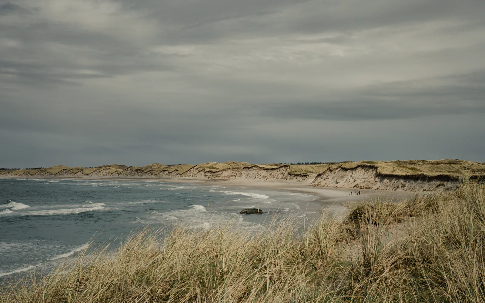 Marram on the foredune above a long pale beach curving away to a low headland, white surf under a grey sky