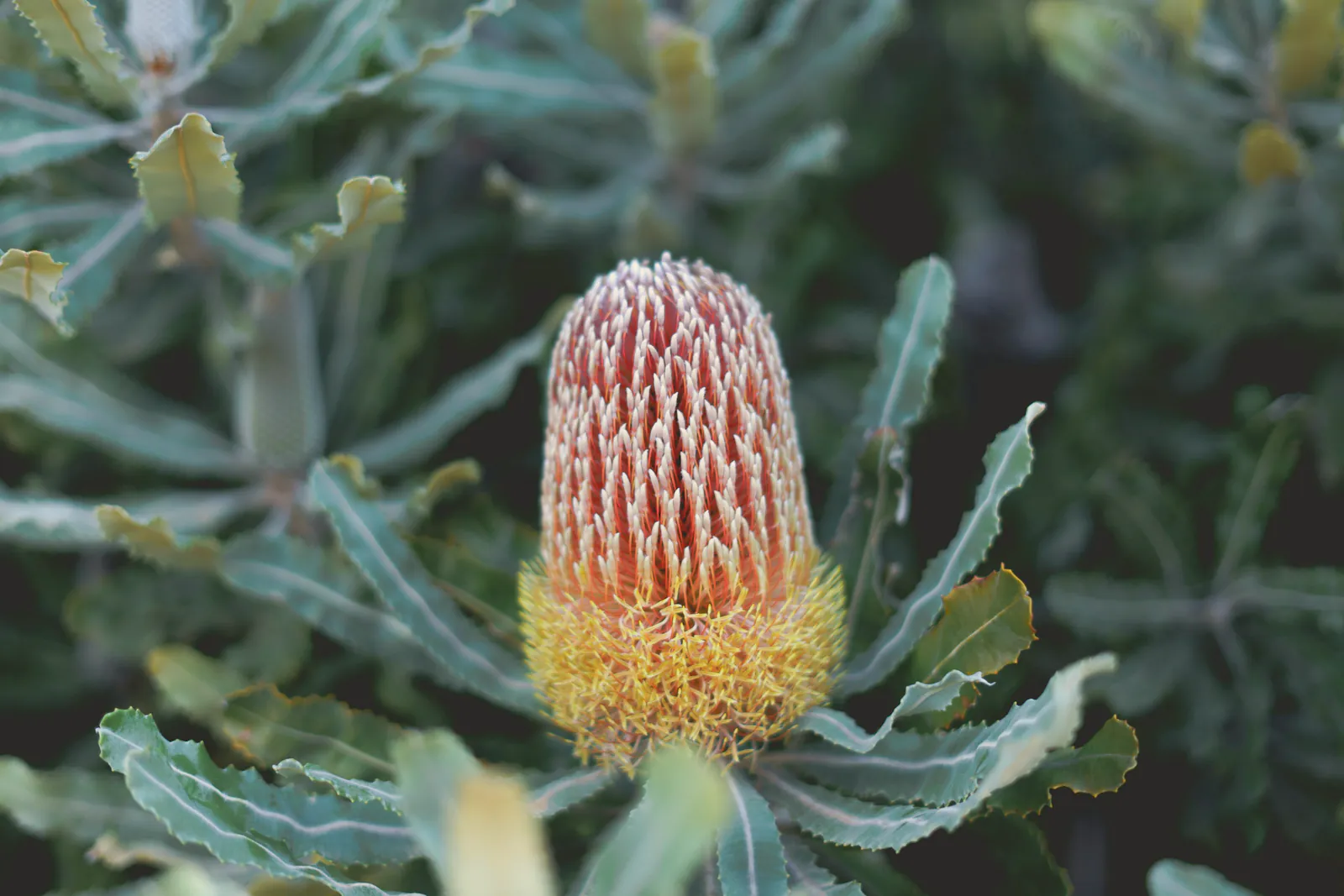 A banksia in flower among soft grey green leaves