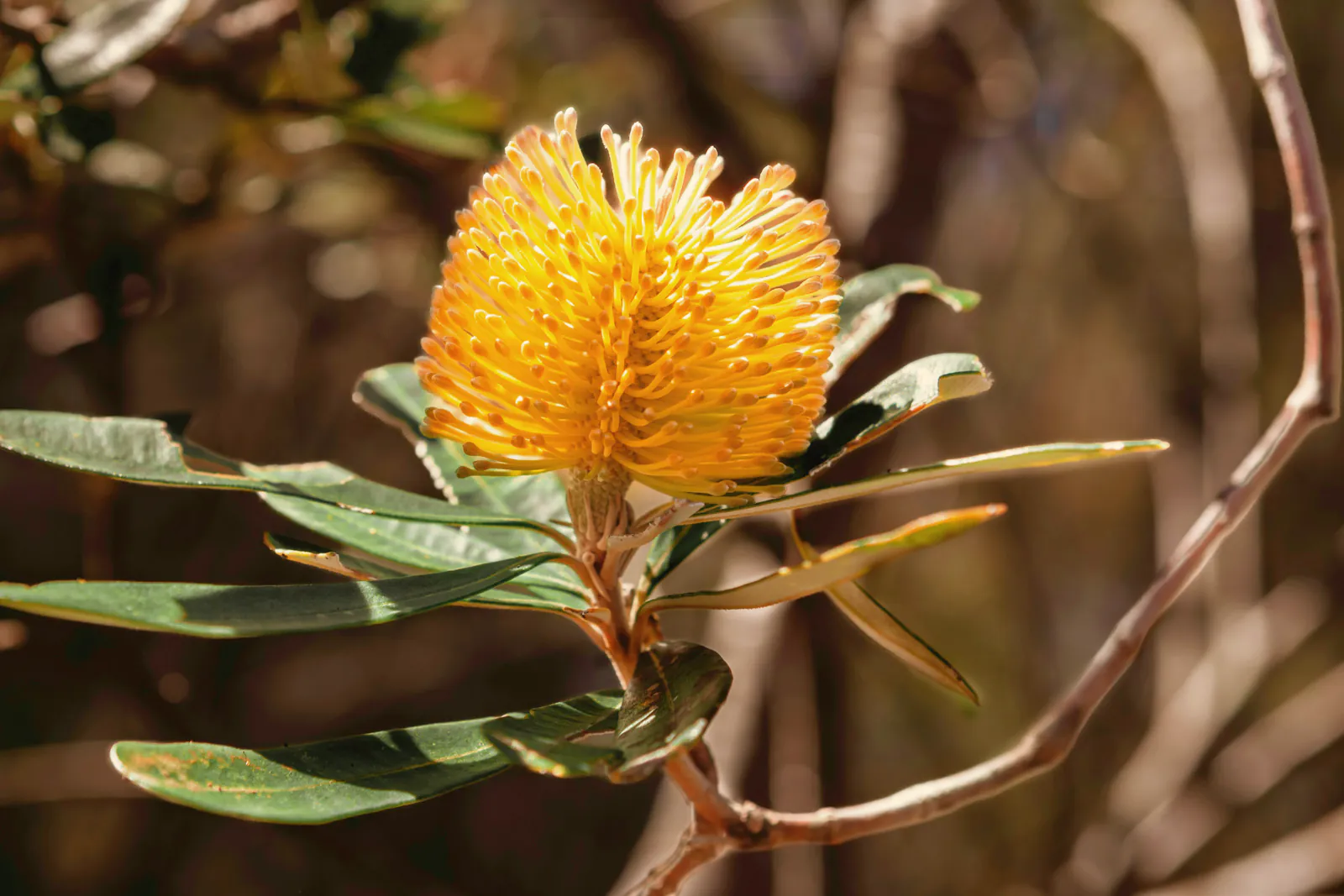 A banksia flowering gold against dark leaves by the door