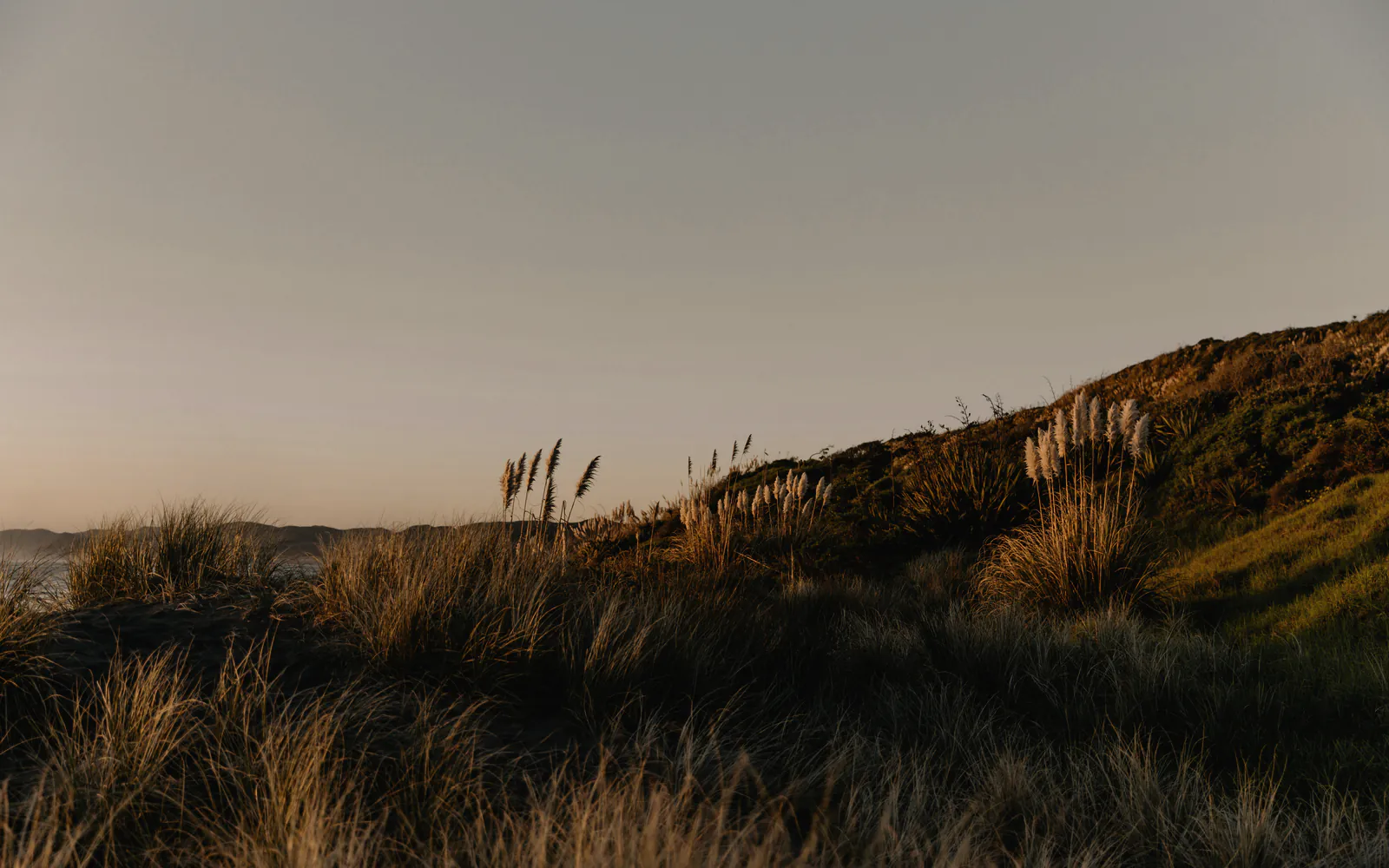 The last warm light on the dune grass along the ridge, a pale evening sky beyond